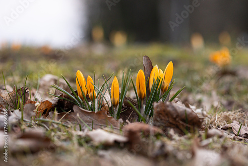 A beautiful spring details in Gauja National Park, Latvia. Natural springtime scenery of Northern Europe.