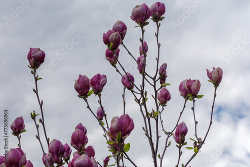 Branches of blooming purple magnolia on blurred background of sky