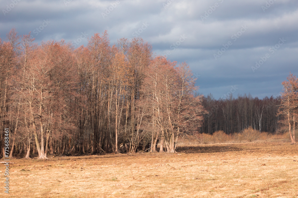 A beautiful early spring landscape of woodlands in Latvia. A natural springtime scenery of Northern Europe.