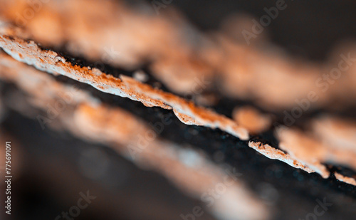 A beautiful close-up of wood decay fungi growing during early spring. A natural scenery of Northern Europe woodlands.