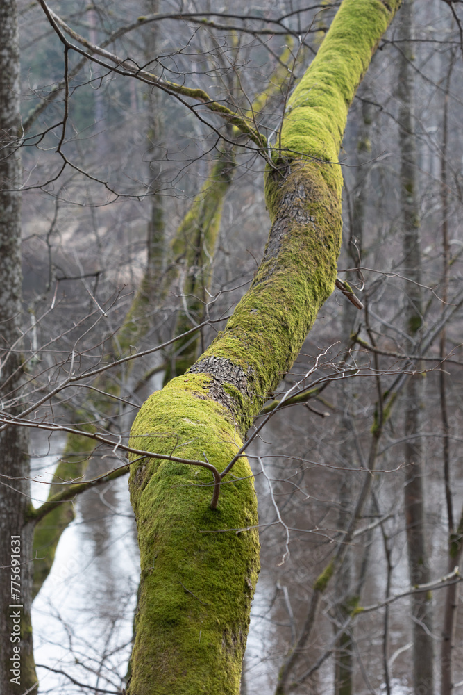 Fototapeta premium Old trees in the early spring woodlands in Latvia. Seasonal scenery of Northern Europe.