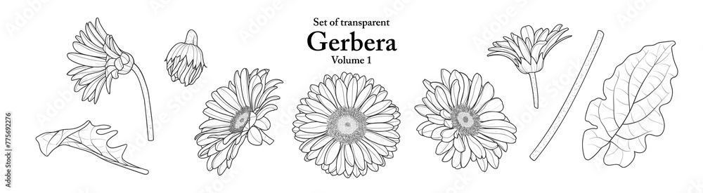 A series of isolated flower in cute hand drawn style. Gerbera in black outline and white plain on transparent background. Drawing of floral elements for coloring book or fragrance design. Volume 1.
