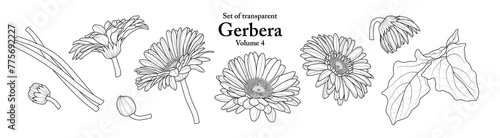 A series of isolated flower in cute hand drawn style. Gerbera in black outline and white plain on transparent background. Drawing of floral elements for coloring book or fragrance design. Volume 4.