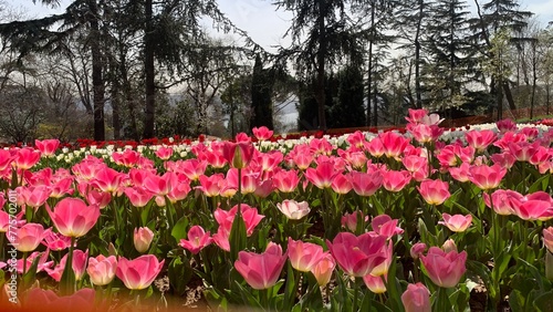 Fototapeta Naklejka Na Ścianę i Meble -  Beautiful spring garden, famous turkish park Emirgan Korusu in Istanbul during tulip festival, Turkey. Outdoor travel background, nature landscape