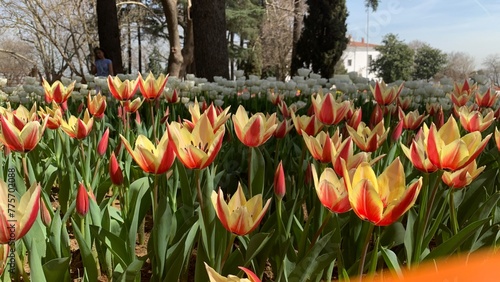 Beautiful spring garden, famous turkish park Emirgan Korusu in Istanbul during tulip festival, Turkey. Outdoor travel background, nature landscape photo