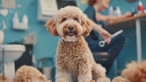 Labradoodle at the Groomer photo