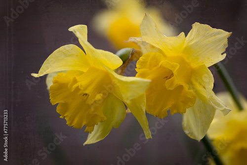 Macro photo of a Daffodil blooming in the spring during Easter with the beautiful yellow petals, the Netherlands