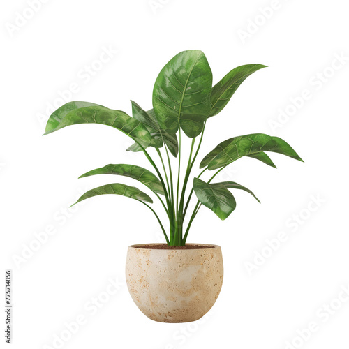 A plant in a pot on a Transparent Background