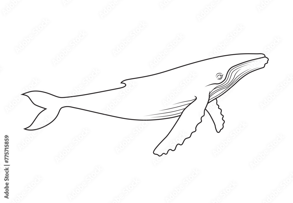 Illustration of the whale in engraving style on the white background. Line art Illustration of the whale in engraving style on the white background. Line art