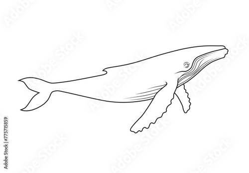 Illustration of the whale in engraving style on the white background. Line art