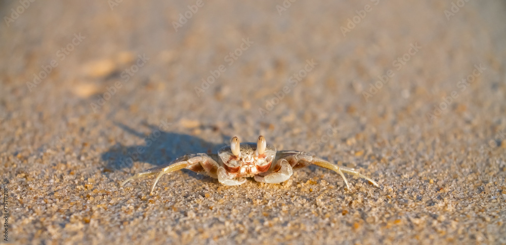 A crab on the beach is running on the white sand. Exotic animals in the resorts of tropical islands. The concept of a beach holiday in the tropics.