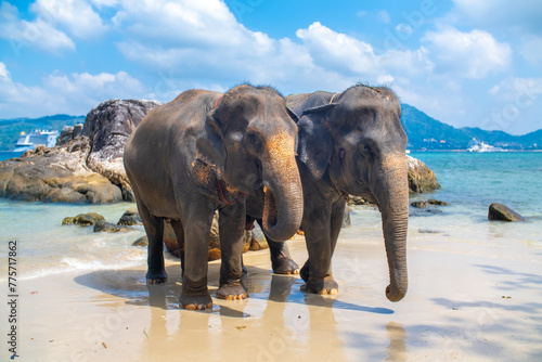 Elephants walk along the seashore. A beautiful elephant against a seascape in Thailand. The elephants look to the side and raise their trunk.