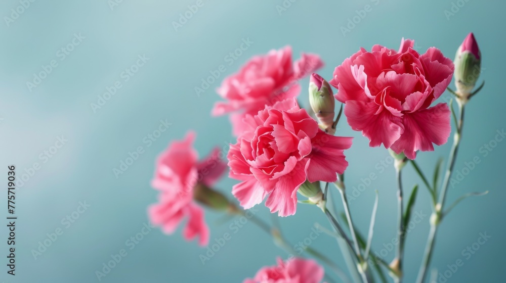 Pink carnation flowers with a fresh look in full bloom showcasing botany and nature