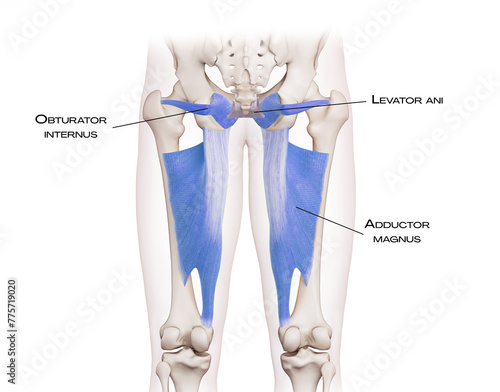 Thigh and pelvis of the deep front line - levator ani, obturator internus, adductor magnus
