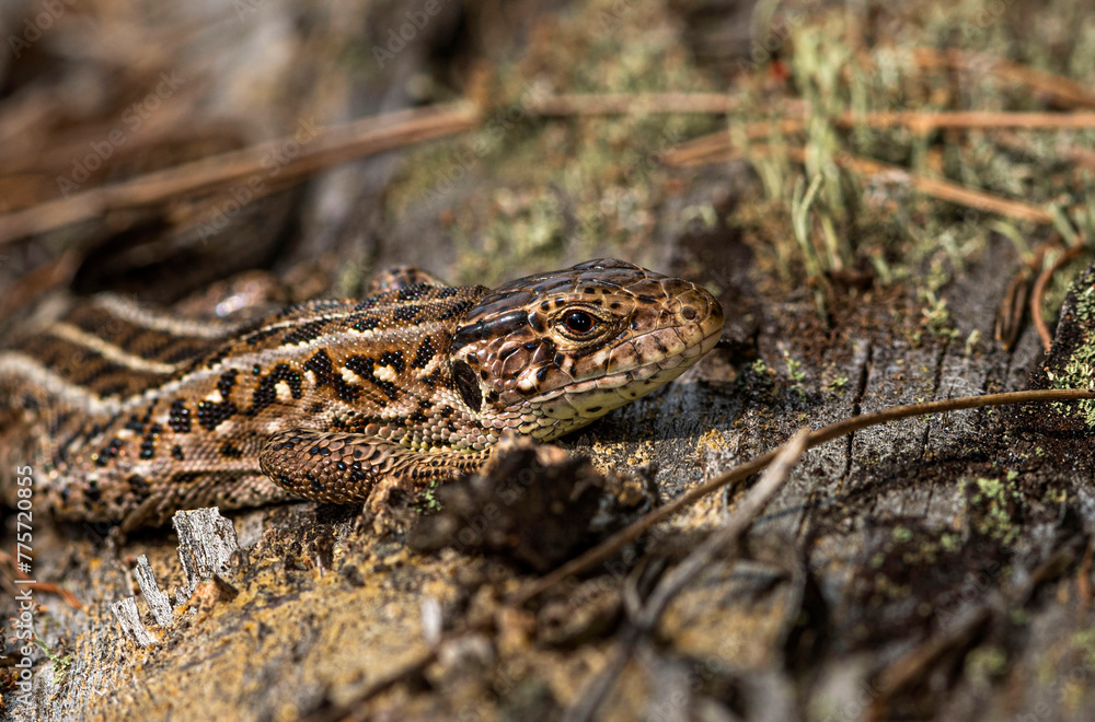 A small spotted beige-brown lizard crawls onto an old log covered with lichen and moss in a pine forest on a clear summer day. A small spotted beige-brown lizard crawls onto an old log covered with lichen and moss in a pine forest on a clear summer day.