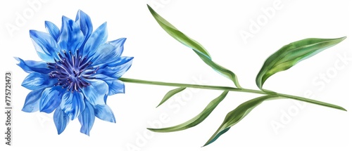 Blue cornflower with green leaves, isolated on a white background © Mark