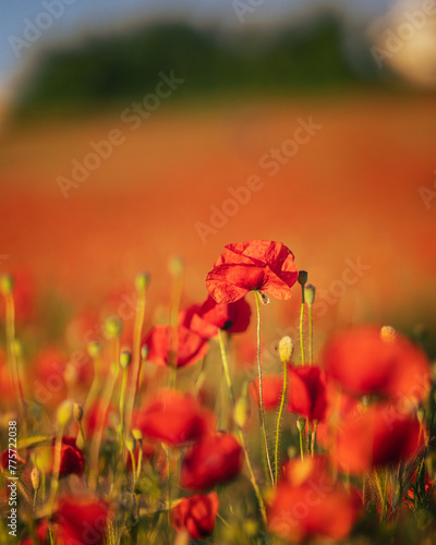 Wonderful poppy flowers in ...