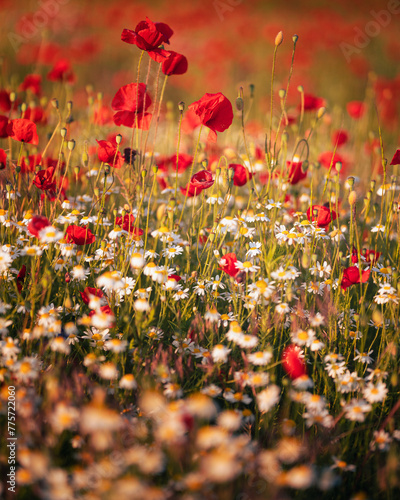 Wonderful poppy flowers in the field in spring