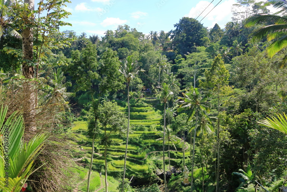 Fototapeta premium Beautiful rice terraces near Tegallalang village, Ubud, Bali, Indonesia