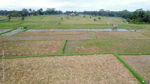 Empty rice fields resting after harvest, stubble stick from soil, some paddies flooded with water. Aerial shot of Balinese uplands, different stages of wet rice growing photo