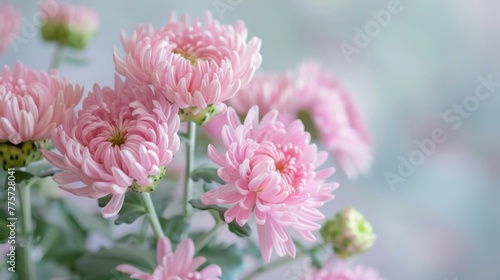 Delicate pink chrysanthemum flowers blooming with soft petals and a tranquil nature beauty in a lush garden