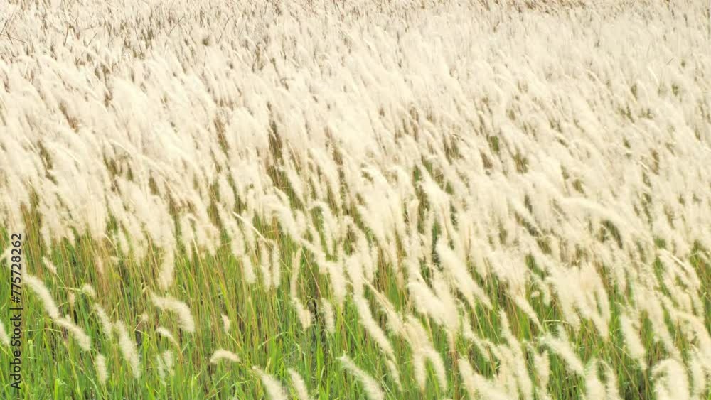 The grass flowers waved back and forth in the wind. The grass flowers waved back and forth in the wind.