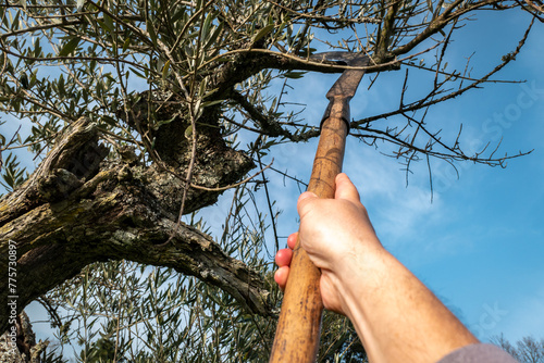 Agricultor a fazer a limpa das oliveira com a foice, cortando os chupões que chupam a árvore e não contribuem para a colheita e assim promove o crescimento saudável das árvores photo