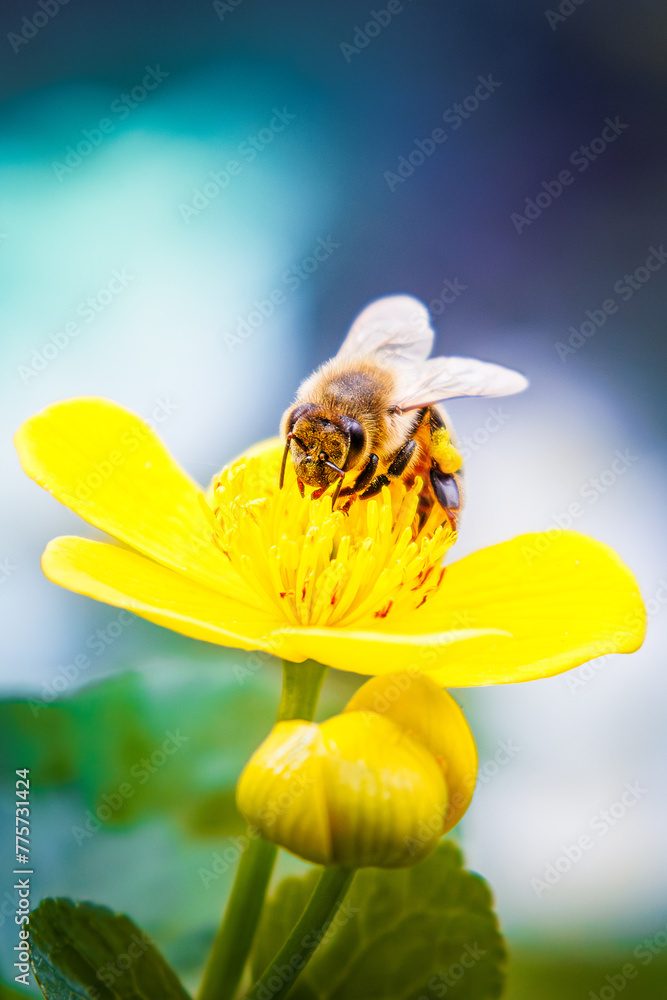 Pszczoły zbierające pyłek - obrazy, fototapety, plakaty 