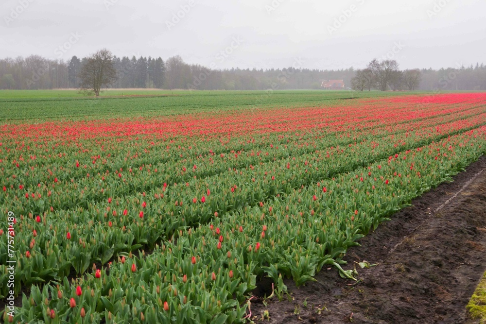 Blooming Tulip field with red flowers in the Dutch countryside, in the distance forest and red roof of farmhouse