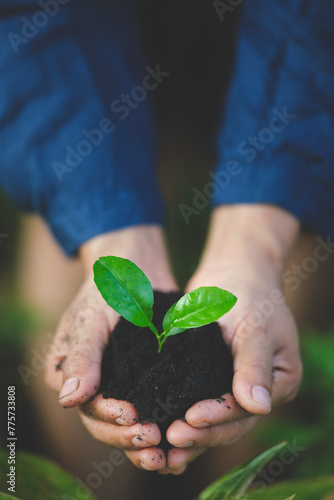 Hands holding green seedling growing in soil. Ecology concept.Vertical