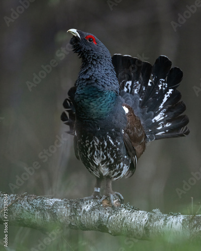 Western capercaillie on a fallen tree in the forest scenery
