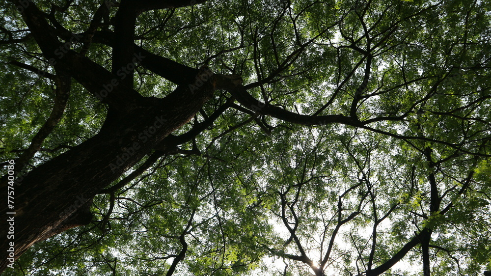 Naklejka premium a tree that has lots of twigs and green leaves in the morning