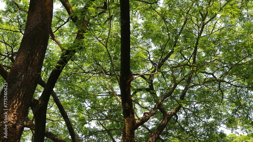 Obraz premium a tree that has lots of twigs and green leaves in the morning