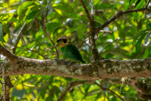 Long-tailed broadbill Broad-mouthed, long-tailed adults have a bright yellow throat and face. There are yellow patches on each side of the nape of the neck.  photo