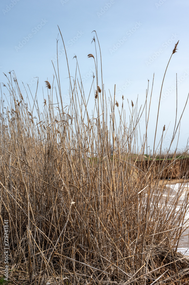 Obraz premium Wild beach in the village of Fontanka, Odessa region, Ukraine