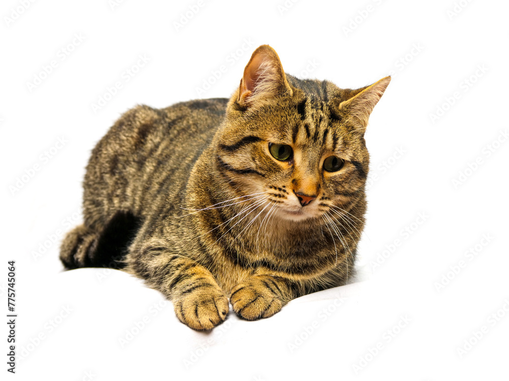 Obraz premium Tabby cat on light background. Studio shot. Cute animal laying down. Home pet.