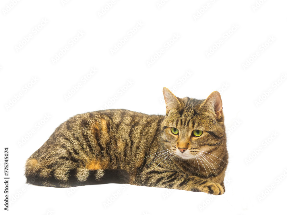 Fototapeta premium Tabby cat on light background. Studio shot. Cute animal laying down. Home pet.
