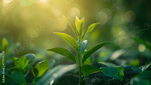 Close up young plants growing under sunlight green blur background,Concepts of environment and ecology. Sources for renewable and sustainable energy