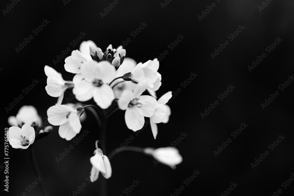 Obraz premium Zarte Blumen, Feld, Wiese, schwarz-weiß