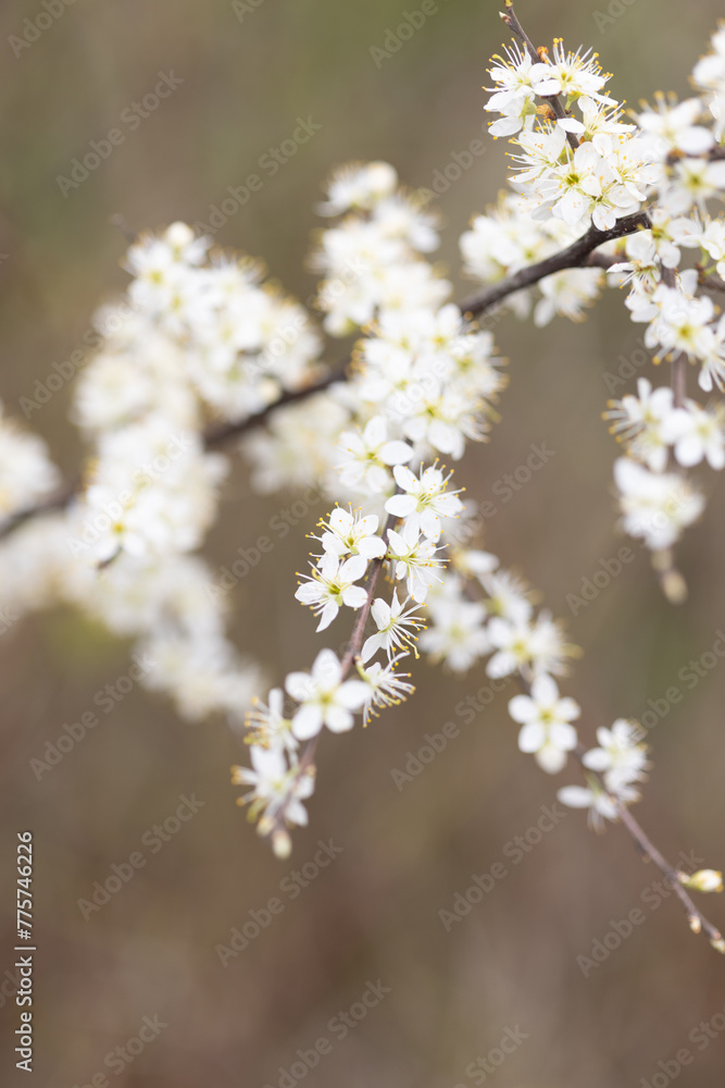 Kleine weiße Blumen an einem Strauch Kleine weiße Blumen an einem Strauch