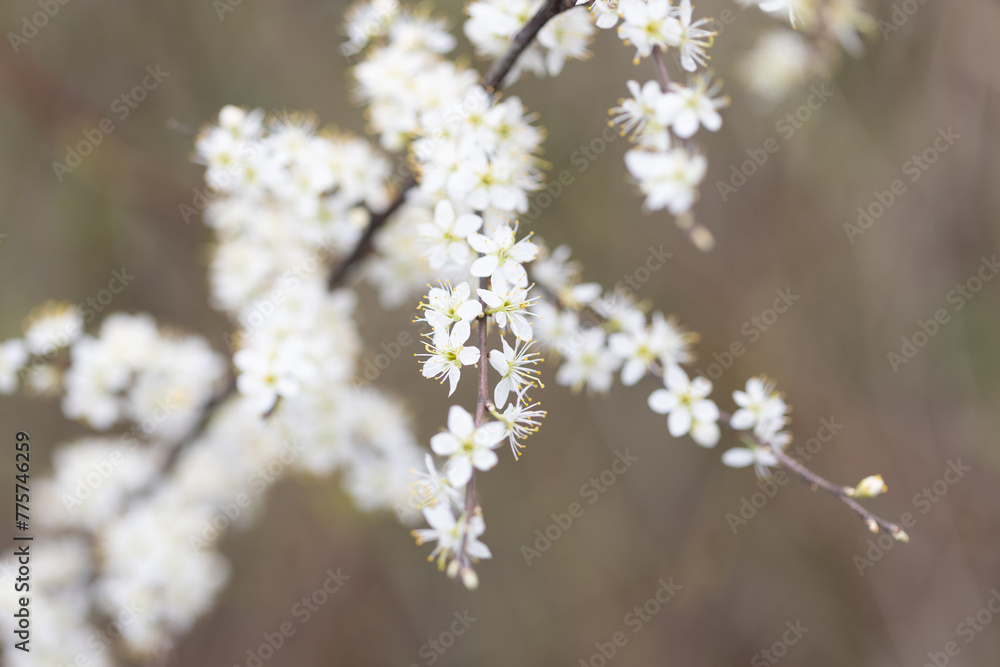 Kleine weiße Blumen an einem Strauch Kleine weiße Blumen an einem Strauch