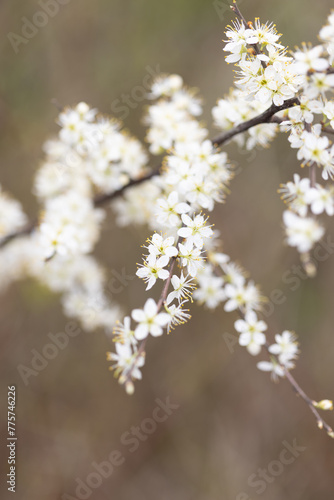 Kleine weiße Blumen an einem Strauch © Bianca