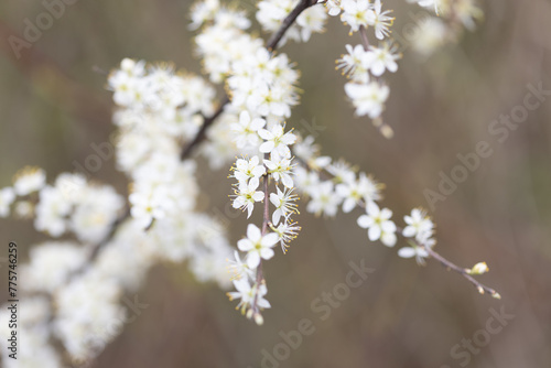 Kleine weiße Blumen an einem Strauch © Bianca