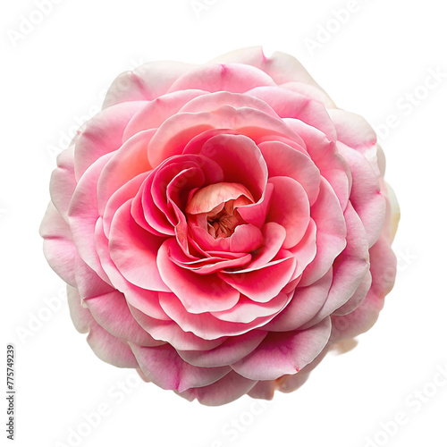 Top view a pink centifolia rose isolated on transparent background. photo