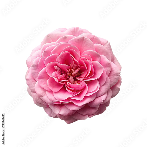 Top view a pink centifolia rose isolated on transparent background.