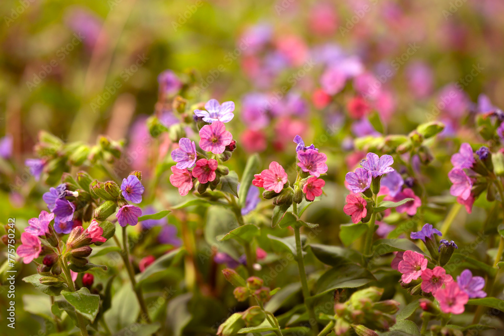 Leśne kwiaty Miodunki. Pulmonaria officinalis.