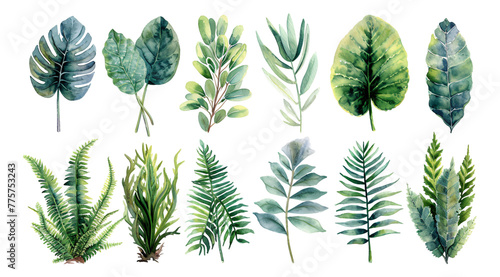 Watercolor style, collection of plants and leaves, green tones, transparent background