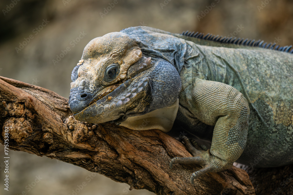 Obraz premium Horned Ground Iguana - Cyclura cornuta, endangered unique large ground lizard from Carribean island of Hispaniola, Dominican Republic.