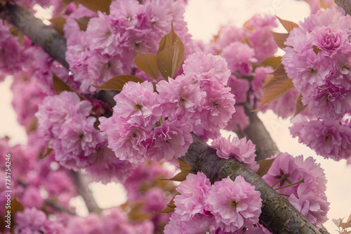 Pink blossoming sakura trees. Spring background.
