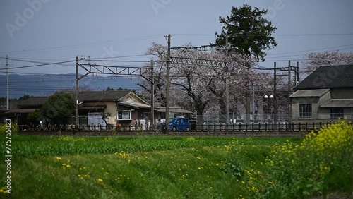 桜咲くいなべを走る普通列車 （三岐鉄道 三岐線 丹生川, 2024年4月） photo